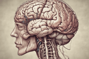 Anatomy of the Brain Quiz