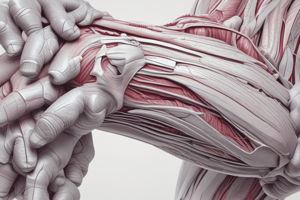 Anatomy of Forearm Muscles Quiz