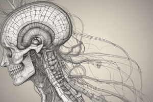 Nervous System Anatomy