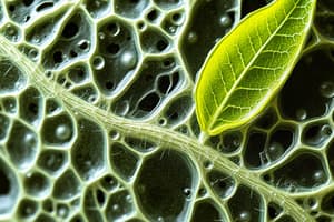 Plant Tissue Types and Functions