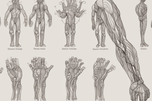 Anatomy of the Cubital Fossa