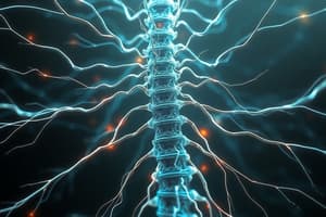 Spinal Cord and Nerves Overview