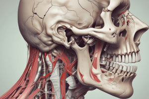 Anatomy of the Mouth and Throat