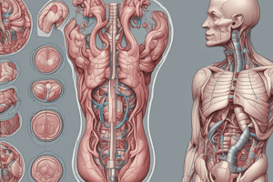 Anatomy of the Peritoneal Structures Quiz