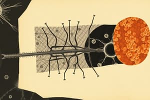 Cell Function and Cytoskeleton