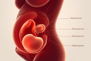 Fetal Development Month 3