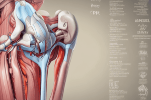 Anatomy of Knee Joint