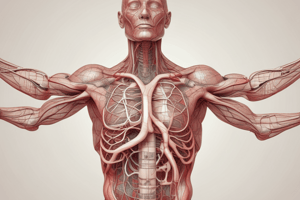 Cardiovascular System Anatomy