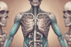 Human Respiratory System