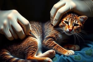 Feline Castration Overview