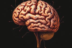 Brain Structure and Hormonal Influences Quiz