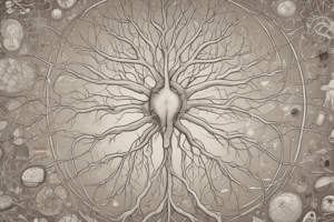 Cerebellar Cortex Structure and Intracerebellar Nuclei