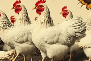 Animal Welfare: Laying Hens and UEP Guidelines