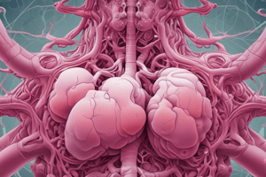 Anatomy of Alveoli