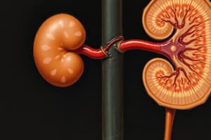 Renal Function: Tubular Processing Quiz