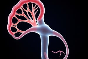 Nephron Structure and Function Quiz