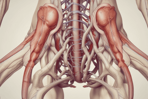 Anatomy LE 2: Lower Limbs: Blood, Nerve Supply, Venous & Lymphatic Drainage