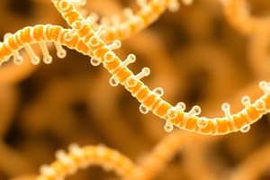 Nucleic Acids and Nucleotide Structures