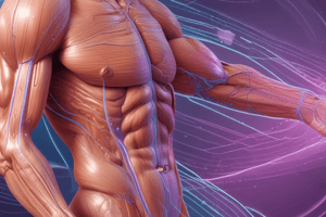 Muscular System 1.3