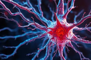 Estructura y Clasificación de Neuronas