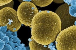 Bacteriología: Staphylococcus aureus