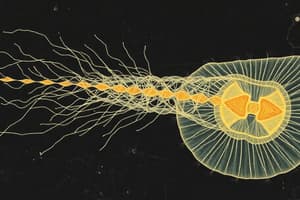 Sarcodina and Amoeba Overview