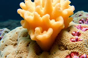 Sponge Classification and Characteristics