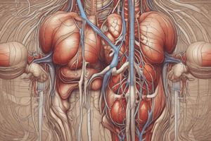 Urinary (Renal) Physiology