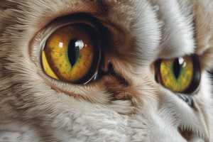 Nictitating Membrane Gland Prolapse (PNMG) in Veterinary Ophthalmology