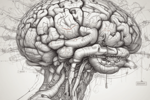 Orbital Frontal Cortex (OFC) Functions