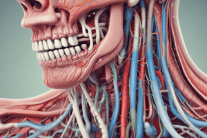 Digestive System: Salivary Glands