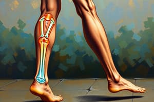 Ankle Impairments Overview