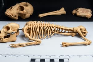 Forensic Anthropology Age Estimation