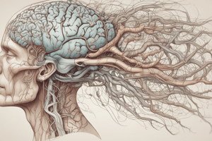 Neurology Basics: Brain and Nervous System