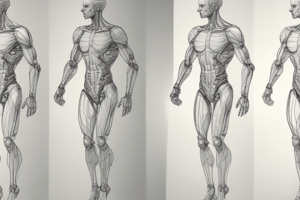 Gait Cycle and Propulsion Phases