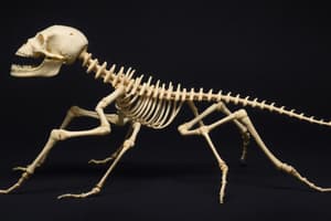 Exoskeletons vs. Endoskeletons