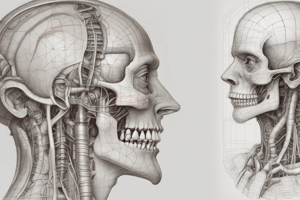 Thoracic Cavity Anatomy Quiz