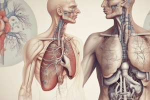 Respiratory System: Bronchioles