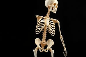 Overview of the Skeletal System