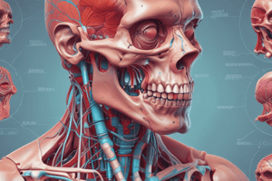 Human Anatomy: Male Testes Function