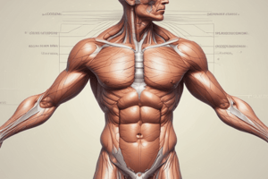 Anatomy: Endocrine System and Epicranial Aponeurosis Quiz