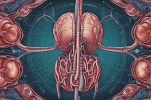 Kidney Function and Nephron Structure