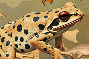 Frog Classification Flashcards