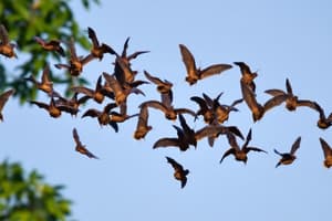 Straw-Colored Fruit Bats Migration Quiz