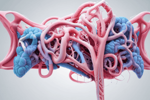 Respiratory System: Upper Airway Anatomy