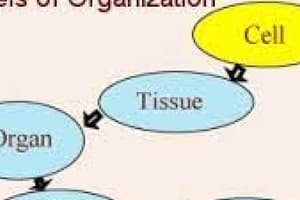 Biological Levels of Organization Quiz