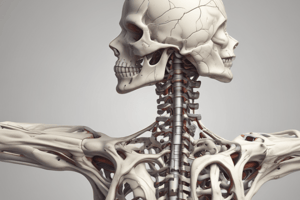 Cervical Spine Anatomy