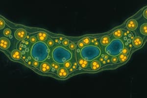 Biomembranes: Electrical Synapses/Gap Junctions - Part I