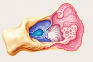 Bone Histology and Classification