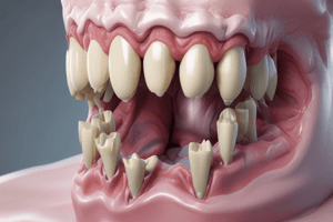 Tooth Development: Bell Stage